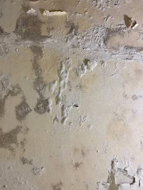 Best Mold Removal Near Me  in West Cape May, NJ