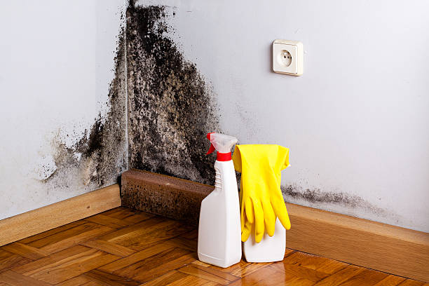 Best Attic Mold Removal  in West Cape May, NJ