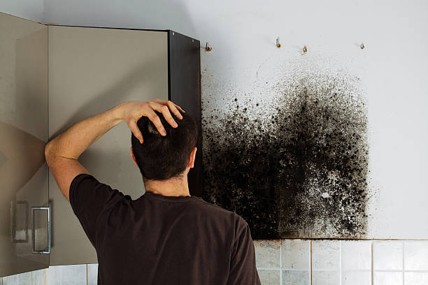 Mold Removal and Inspection in West Cape May, NJ